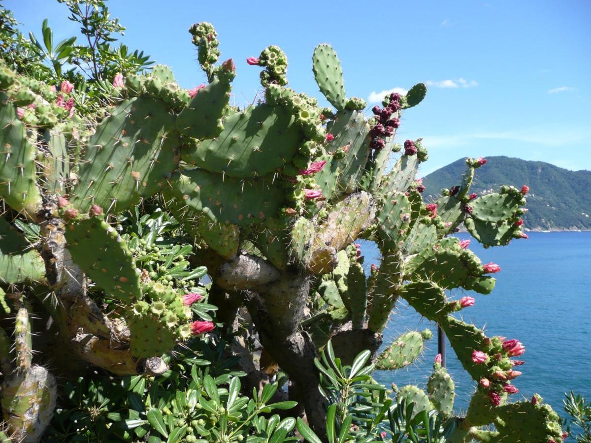 Villa Cielomare Camogli Bagian luar foto